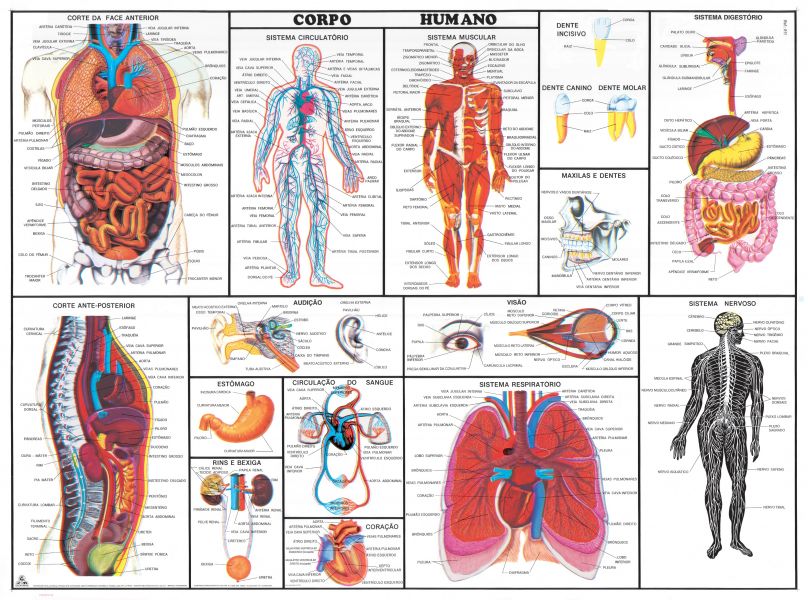 Painel de Anatomia Sistema Nervoso Mapas Escolares