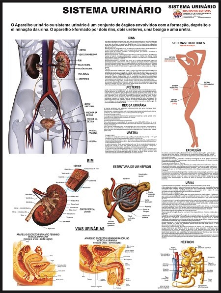 Anatomía renal y de vías urinarias