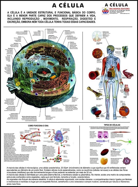 Painel de Anatomia Sistema Nervoso Mapas Escolares