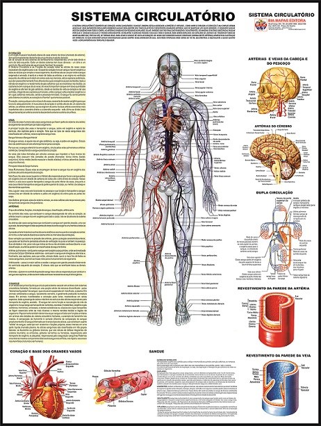 Painel de Anatomia Sistema Nervoso Mapas Escolares