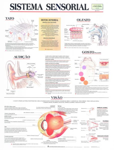 Painel de Anatomia Sistema Nervoso Mapas Escolares